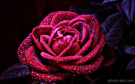 عکس گل رز با زمینه تیره red rose in dark