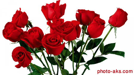 زیباترین شاخه گل های رز red roses wallpaper
