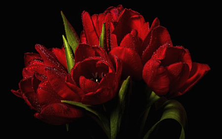 دسته گل لاله قرمز بسیار زیبا red tulips bouguet