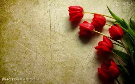شاخه گل های لاله قرمز red tulips flower