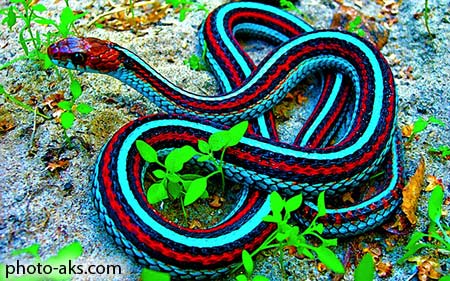 مار آبی و قرمز blue and red snake