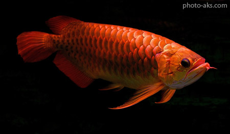 ماهی آروانا قرمز red arowana
