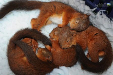 خواب بچه سنحاب ها baby squirrels sleeping
