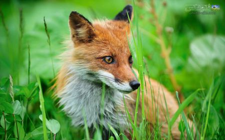 پس زمینه روباه در چمنزار fox in grass wallpaper