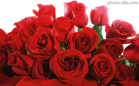 والپیپر شاخه گلهای رز زیبا red rose flower wallpaper