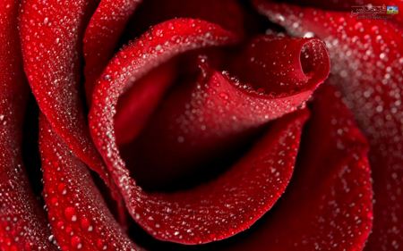 عکس بزرگ از گل رز سرخ red rose hd wallpaper
