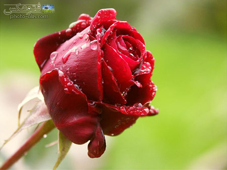 گل رز سرخ و قطره های باران red rose wallpaper