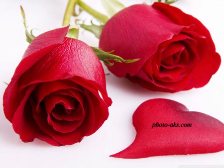 عکس دو گل رز قرمز ross flower