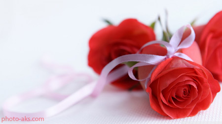 شاخه گل رز عاشقانه lovely red ros