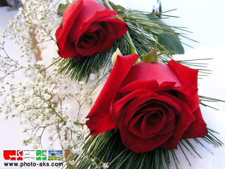 زیباترین گل های لاله قرمز جهان beautiful flowers in word