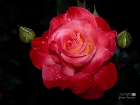 گل رز طبیعی زیبا beautiful rose flower