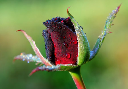 عکس قطرات باران روی غنچه گل رز rose bud flower drops