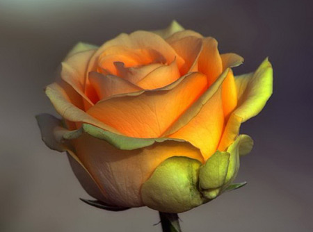 عکس گل رز زرد خوشگل و زیبا rose bud yellow flower