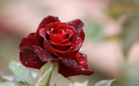 عکس تک شاخه گل رز سرخ زیبا rose flower drops