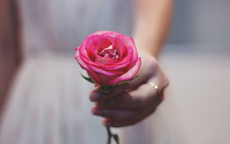 عکس تقدیم شاخه گل رز صورتی pink rose flower