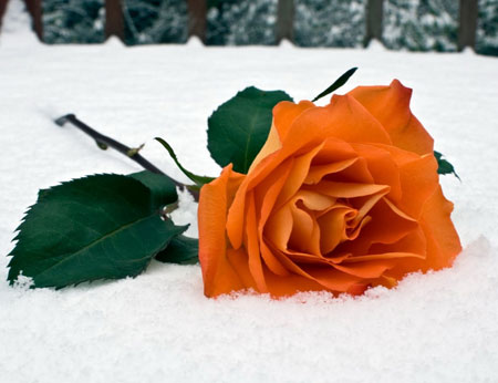 شاخه گل رز نارنجی در برف زمستان orange rose flower winter