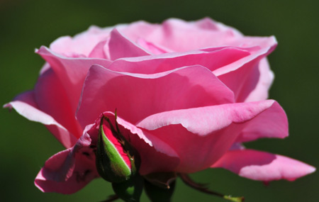 شاخه گل رز صورتی زیبا rose petals pink flower