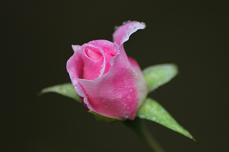 غنچه شاخه گل رز صورتی rose bud pink flower