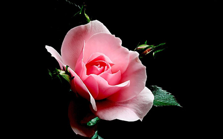 گلبرگ گل رز صورتی rose flower bud petals