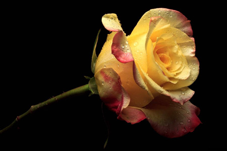 عکس شاخه گل رز زرد rose flower yellow color