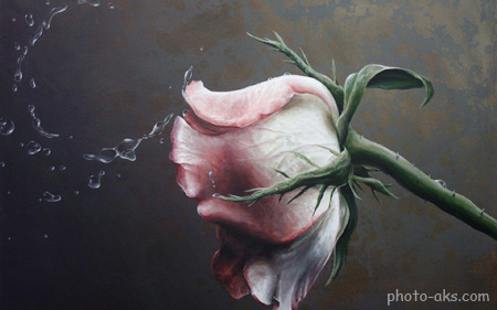 نقاشی گل رز roze painting