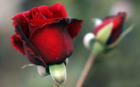 گل رز با گلبرگ های قرمز rose flower petals red