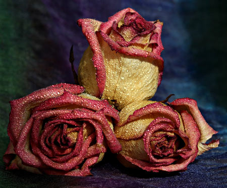 عکس سه شاخه گل رز زیبا rose drops petals