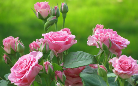 عکس شاخه گل های رز صورتی roses flowers pink color