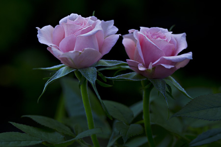 دو شاخه گل رز ارغوانی rose flowers petal buds