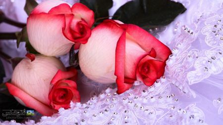 عکس گل های رز سرخ و سفید rose background