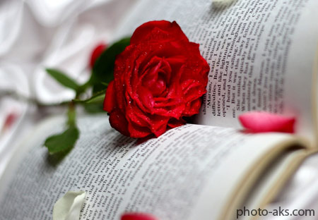 عکس عاشقانه شاخه گل رز red rose in love