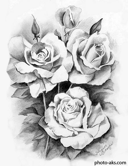 نقاشی سیاه قلم گل رز rose drawing