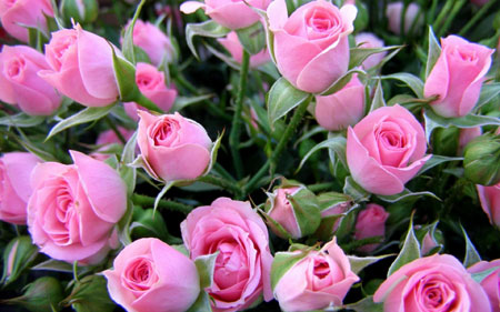 سبد گلهای رز صورتی زیبا rose flowers bouquet