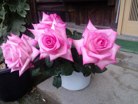 سبد گل رز صورتی طبیعی rose flowers bouquet