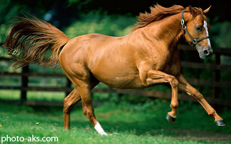عکس اسب قهوه ای running horse