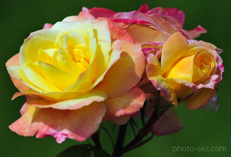 عکس با کیفیت گل رز rose flower
