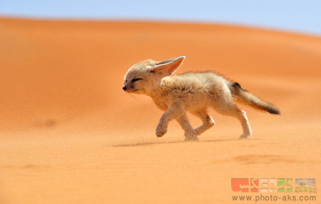 بچه روباه صحرایی sahara fox in disert