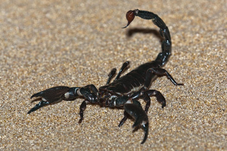 عکس عقرب سیاه روی ماسه scorpion black image