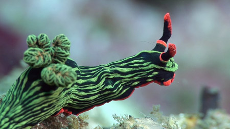 عکس حلزون دریایی سبز رنگ sea slugs green wallpaper