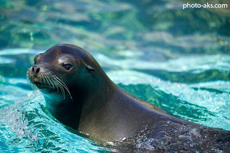 شیر دریایی sea lion