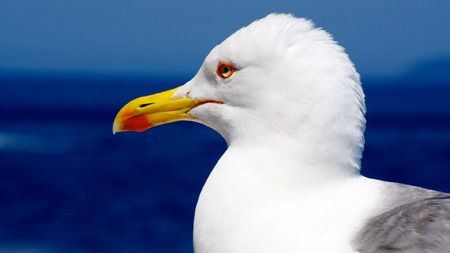 عکس مرغ دریایی seagull bird