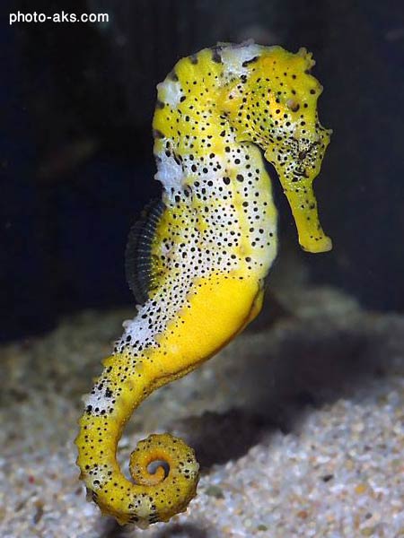عکس اسب دریایی زرد seahorse wallpaper