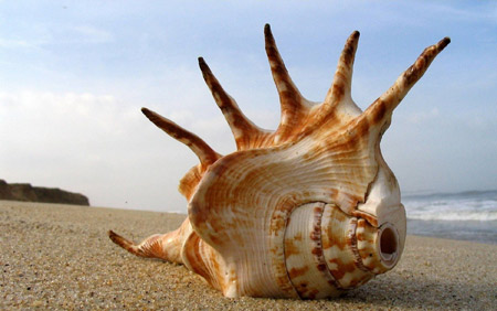 عکس صدف دریایی بزرگ عجیب big sea shell