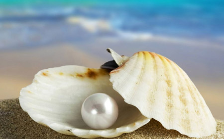 عکس صدف با مروارید seashell pearl