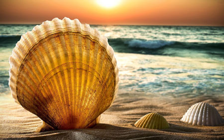 عکس پس زمینه صدف ساحل seashells beautiful in beach