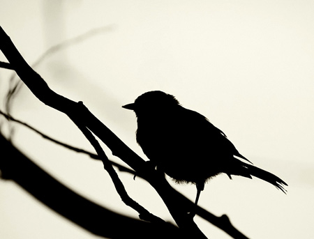عکس پرنده روی شاخه درخت shadow sparrow wallpaper