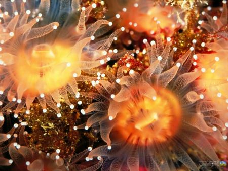 والپیپر زیبا از شقایق دریایی shagayeg daryayi