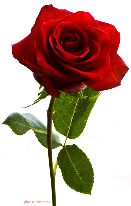 عکس شاخه گل رز قرمز زیبا aks shakhe ghole rose