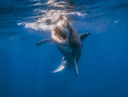عکس حمله کوسه ماهی در زیر آب shark amazing attack