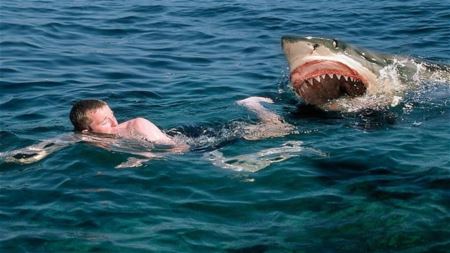 حمله کوسه به انسان shark attack